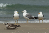 Larus armenicus